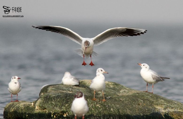 北戴河海边看海鸥