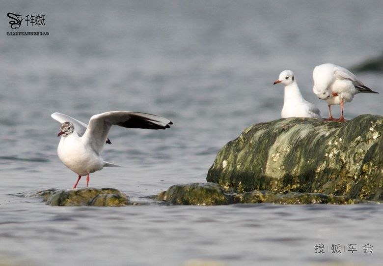 北戴河海边看海鸥