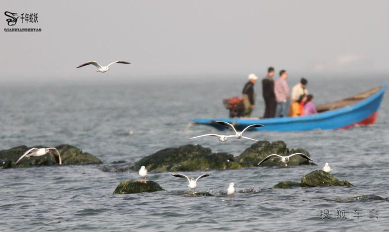 北戴河海边看海鸥