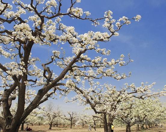 北京4月踏青好去处--京郊四月春风暖