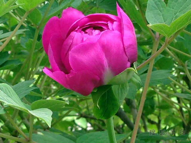 【青儿】手机随拍牡丹花