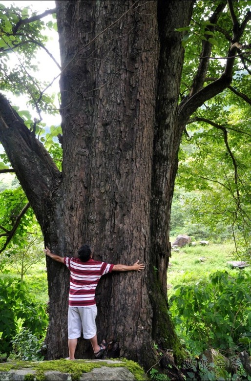 金庸先生笔下《天龙八部》无量山风光二_搜狐