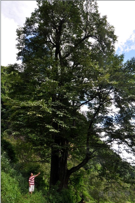 金庸先生笔下《天龙八部》无量山风光二_搜狐