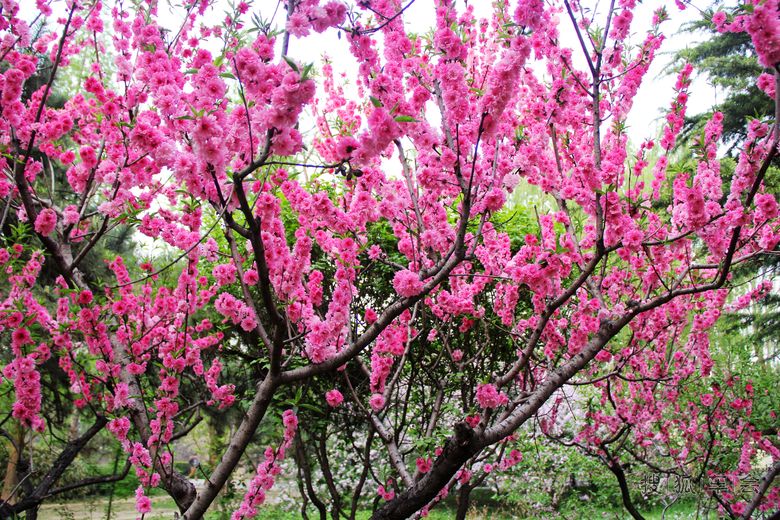 [苏车杂谈0413]最美蟠桃花