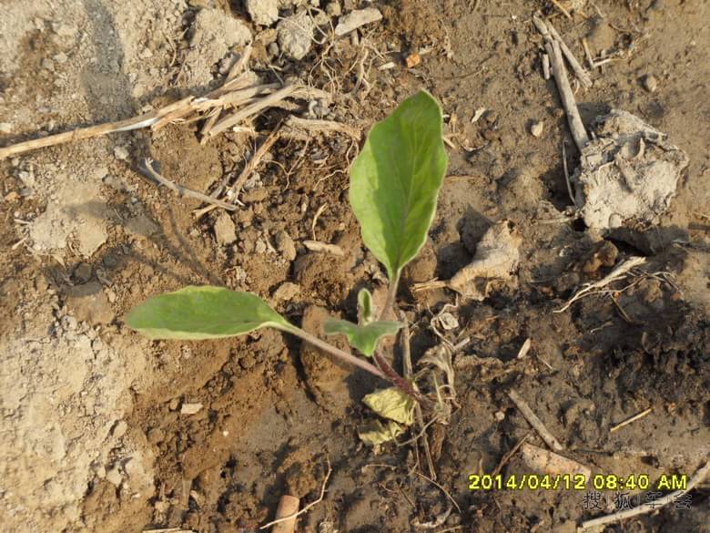 家里家外的青菜禾苗