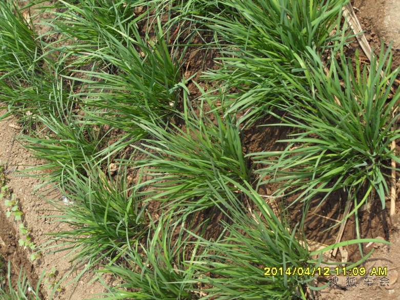 【原创】我家的菜园_北京马自达6论坛