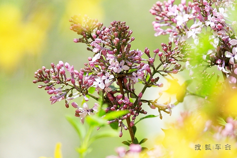 沁人心扉的丁香花