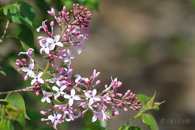 沁人心扉的丁香花