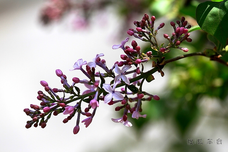 沁人心扉的丁香花