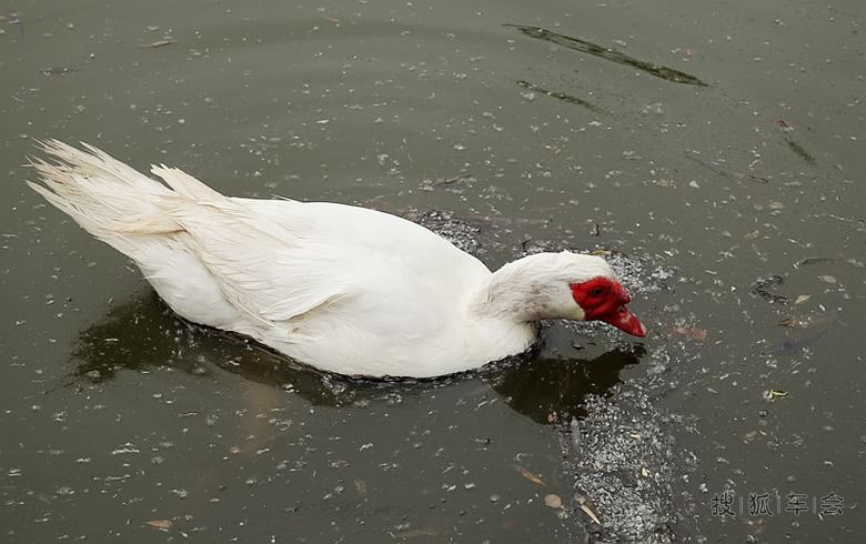 湖光春色--番鸭