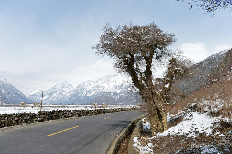 西藏桃花之旅《来古冰川、米堆冰川与然乌湖》