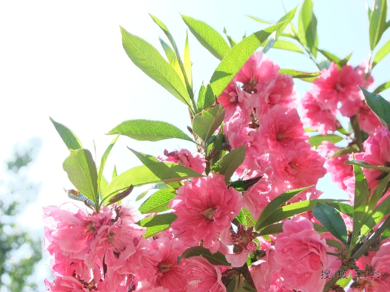 阳光明媚,鲜花盛开!春光灿烂的日子当然要去赏