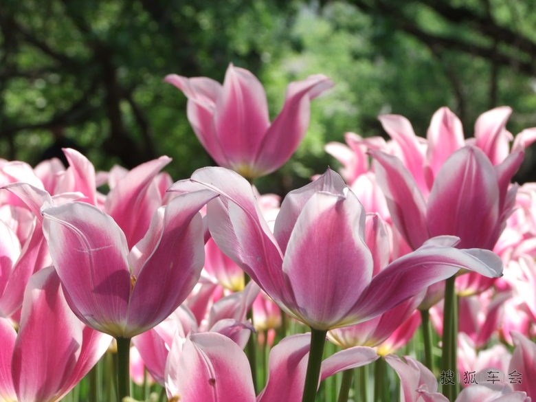 阳光明媚,鲜花盛开!春光灿烂的日子当然要去赏