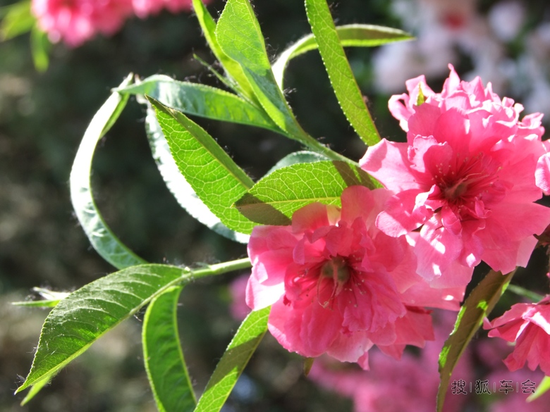 阳光明媚,鲜花盛开!春光灿烂的日子当然要去赏