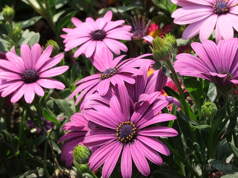阳光明媚,鲜花盛开!春光灿烂的日子当然要去赏