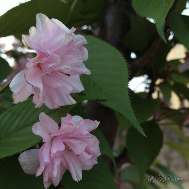 凑趣去看樱花_山西车友会_搜狐车友会