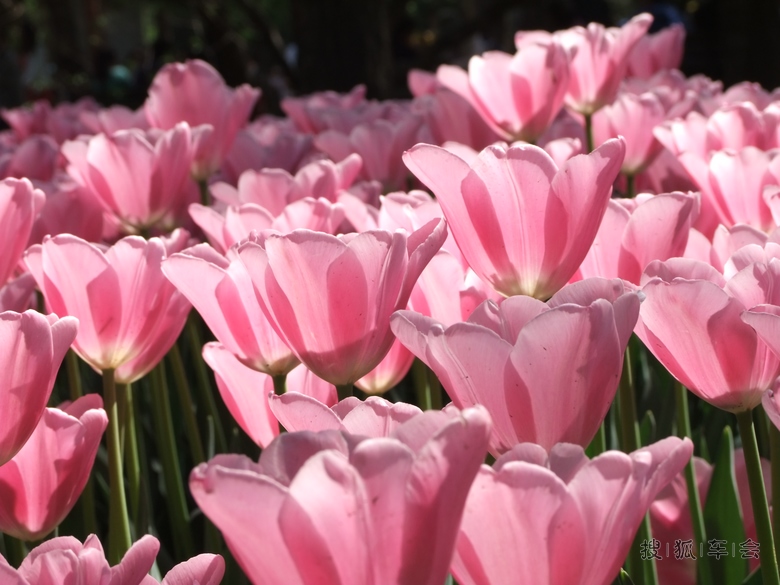阳光明媚,鲜花盛开!春光灿烂的日子当然要去赏