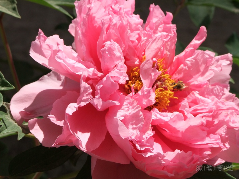 阳光明媚,鲜花盛开!春光灿烂的日子当然要去赏