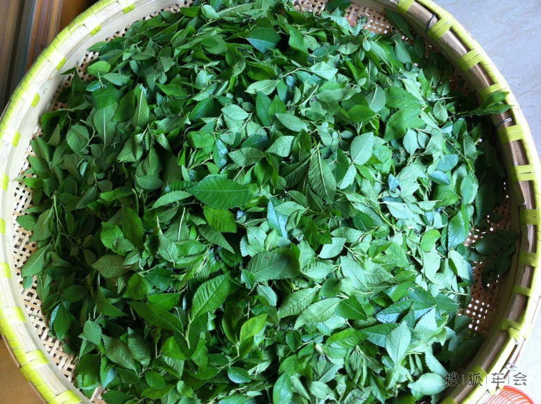 春天新鲜嫩榆树叶一道菜