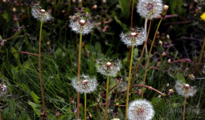 [苏车杂谈]默默无闻矗立在风中的蒲公英