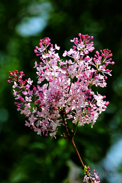 [原创]吉祥富贵丁香花 _福瑞迪论坛-同福客栈