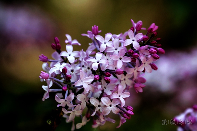[原创]吉祥富贵丁香花 _福瑞迪论坛-同福客栈