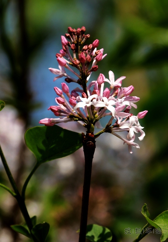 [原创]丁香花开 _欧蓝德论坛_搜狐车友会