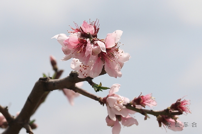 宽甸河口是在那桃花盛开的地方