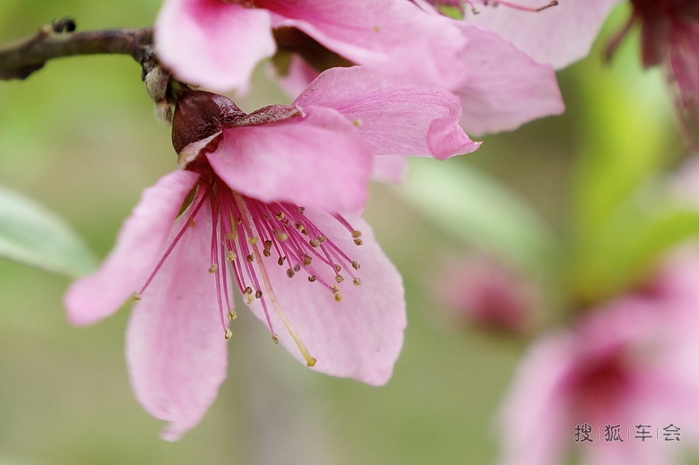 宽甸河口是在那桃花盛开的地方
