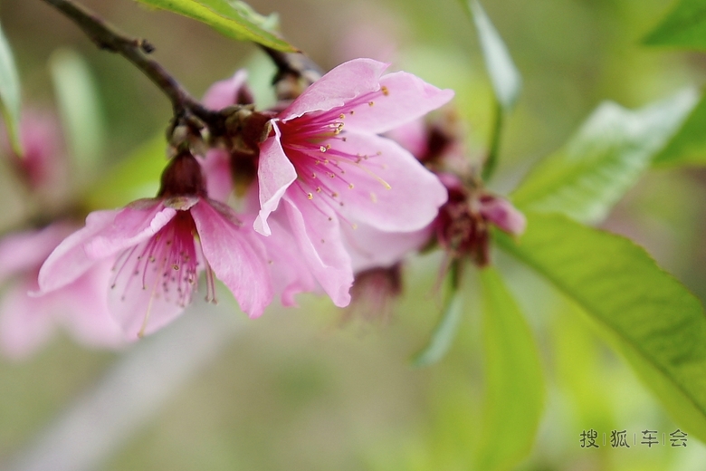 宽甸河口是在那桃花盛开的地方