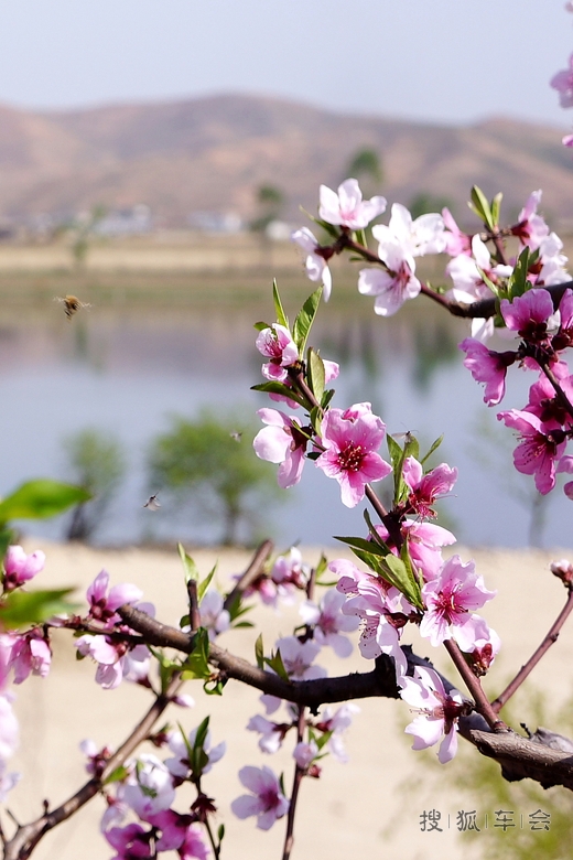 宽甸河口是在那桃花盛开的地方
