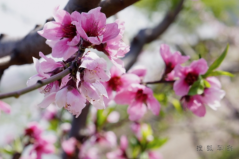 蒋大为:宽甸,这里是桃花盛开的地方