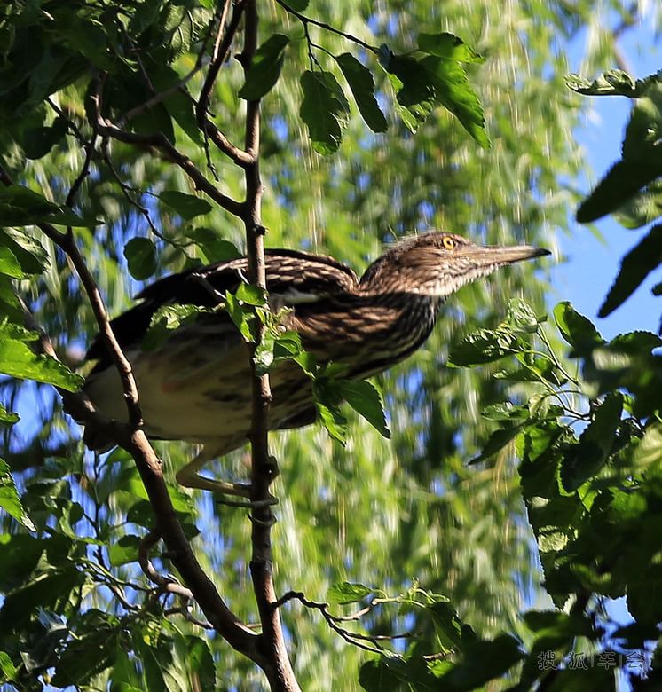 【啥都没意思作品】动物园拍夜鹭