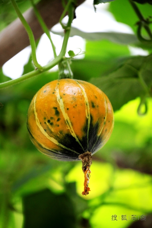 [原创]奇形怪状的南瓜 _欧蓝德论坛_搜狐车友会
