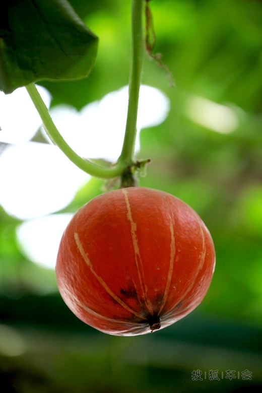 [原创]奇形怪状的南瓜 _欧蓝德论坛_搜狐车友会