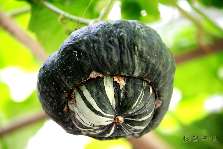 [原创]奇形怪状的南瓜 _欧蓝德论坛_搜狐车友会