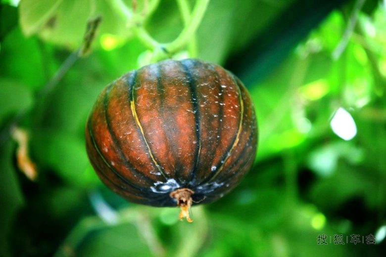 [原创]奇形怪状的南瓜 _欧蓝德论坛_搜狐车友会