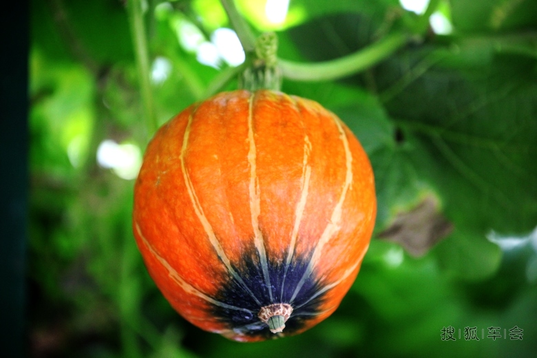 [原创]奇形怪状的南瓜 _欧蓝德论坛_搜狐车友会