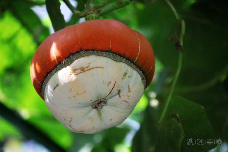 [原创]奇形怪状的南瓜 _欧蓝德论坛_搜狐车友会