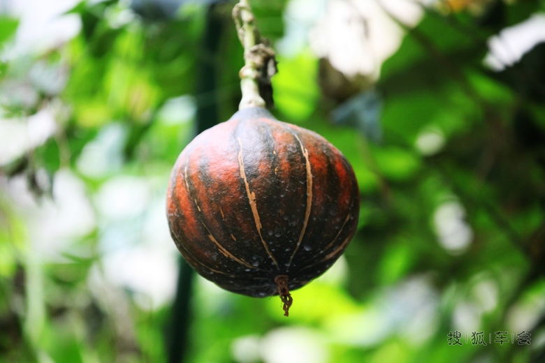 [原创]奇形怪状的南瓜 _欧蓝德论坛_搜狐车友会