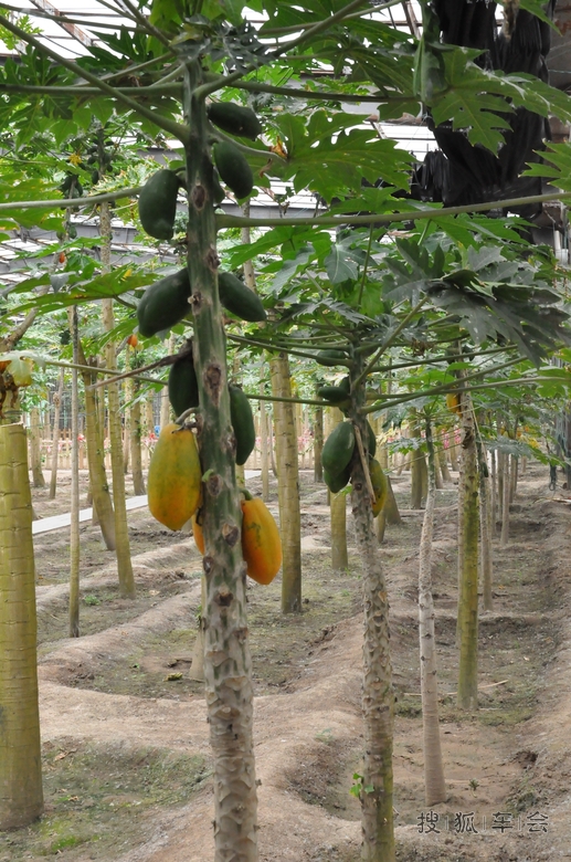 爱福特北京新蒙迪欧车友会通州一日游