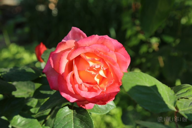 10781203.JPG_s780