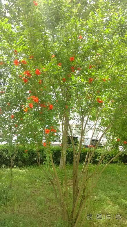 [分享20140515]我栽的石榴树开花了