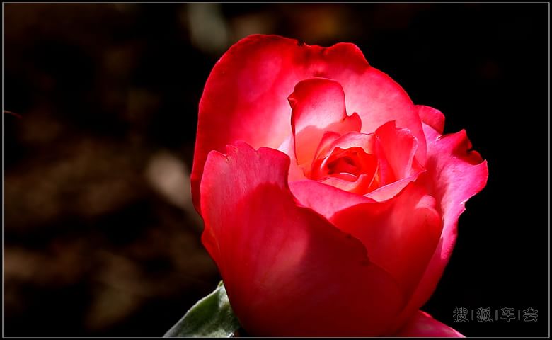 【抓住春的尾巴】鲜花.美景,无忧的童年