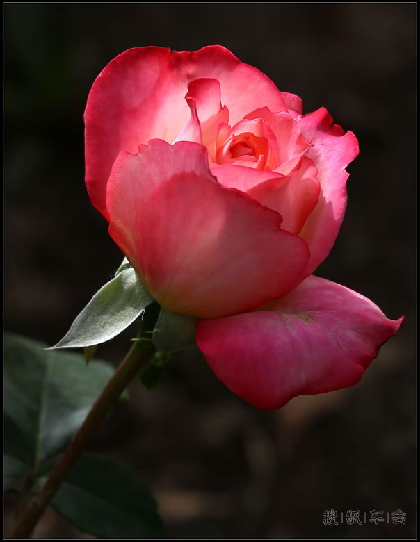 【抓住春的尾巴】鲜花.美景,无忧的童年