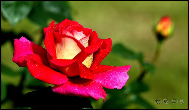 【抓住春的尾巴】鲜花.美景,无忧的童年