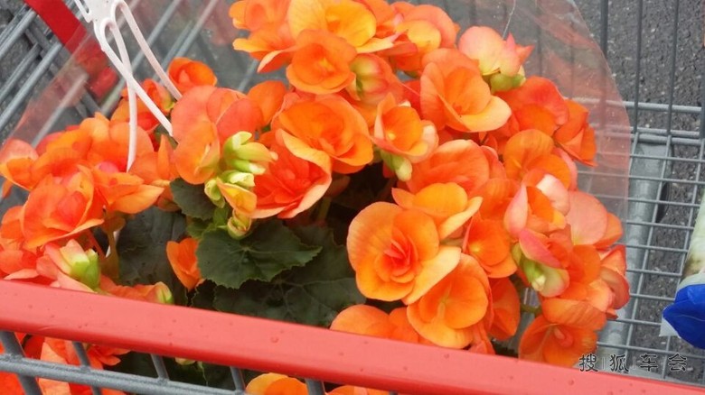 雨中闲逛多伦多Costco超市_中国自驾游户外联