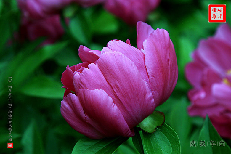 顺义公园的芍药花开了_路书游记_搜狐车友会