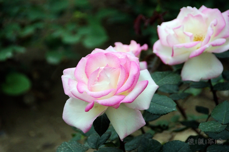 [分享0518]月季随拍