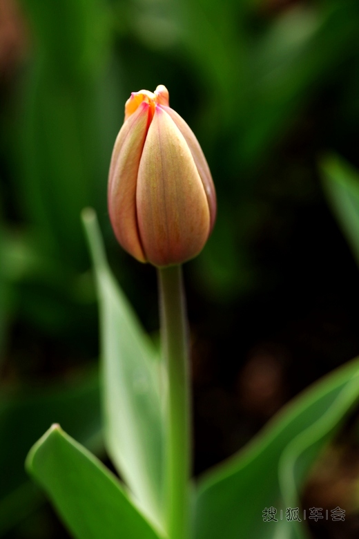 [原创]郁金香花花骨朵